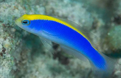 Red Sea Sunrise Dottyback - Violet Sea Fish and Coral