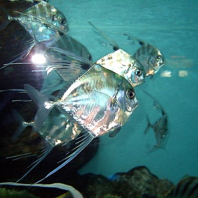 Threadfin Lookdown