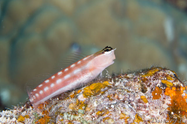 Tiger  Blenny