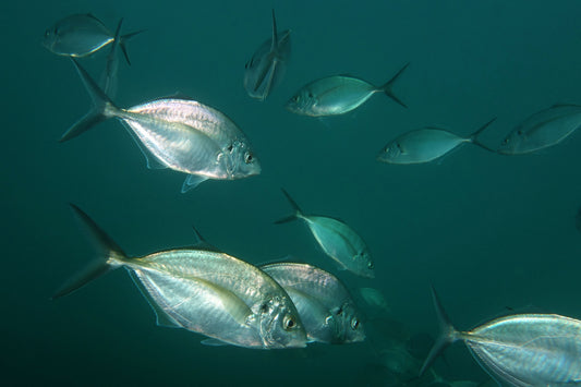 Silver Trevally Size: L 4" to 5"