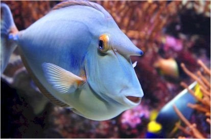 Unicorn Tang Fish Show Size with a Long and Streamers Male (Maldives) - Violet Sea Fish and Coral