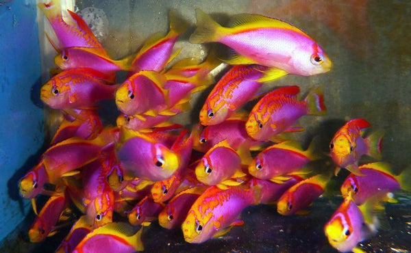 Ventralis best sale anthias care