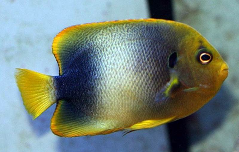 West African Angelfish