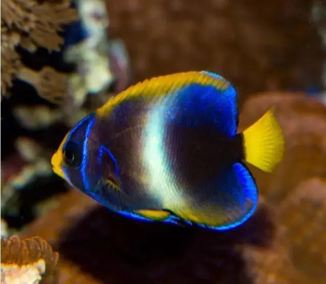 West African Angelfish