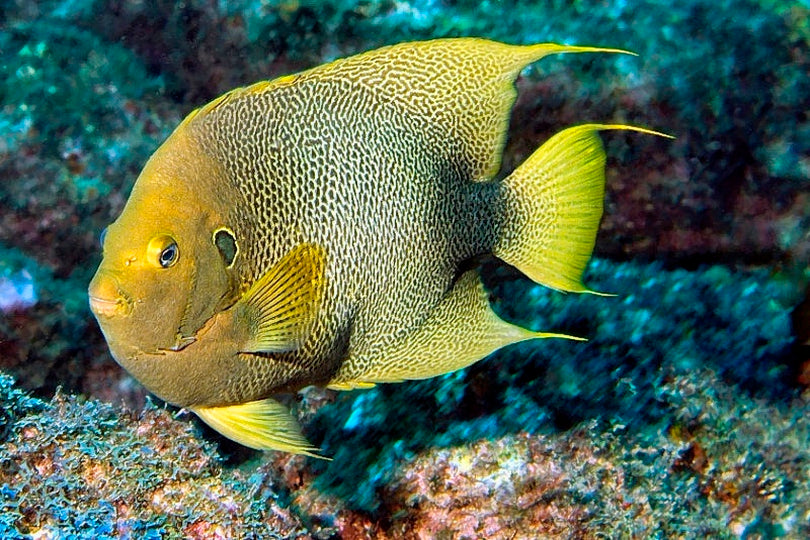 West African Angelfish