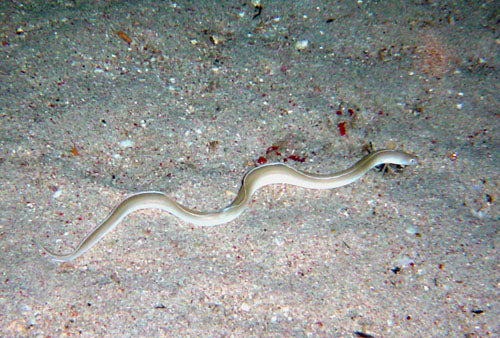 White Ribbon Eel - Violet Sea Fish and Coral