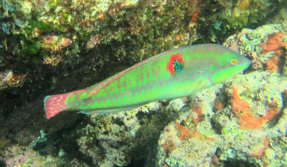 Wounded Wrasse