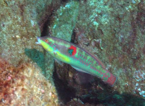 Wounded Wrasse