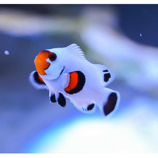 Wyoming White Clownfish - Violet Aquarium